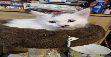 Mixed Breed cats - Advert 8