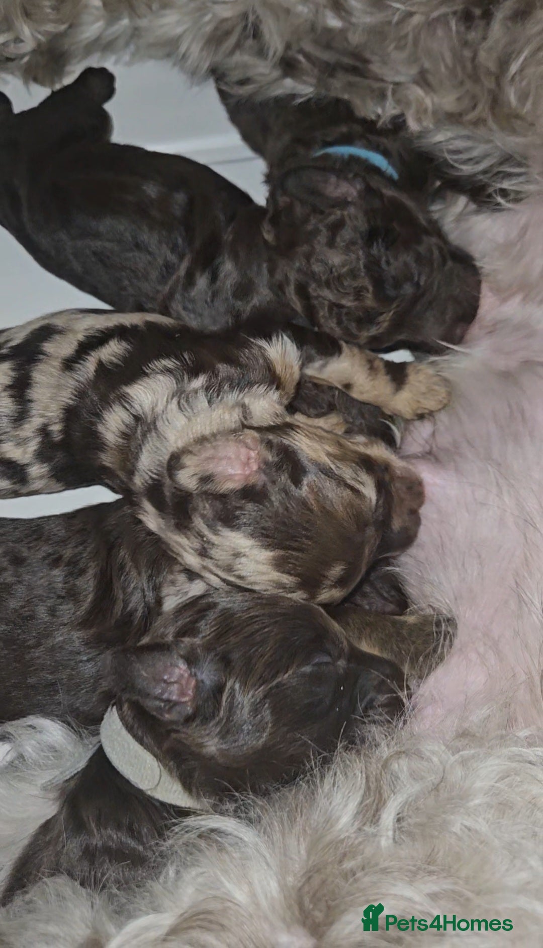 Cockapoo dogs for sale: F1b chocolate/Chocolate and Tan Cockapoo's  - Advert 2