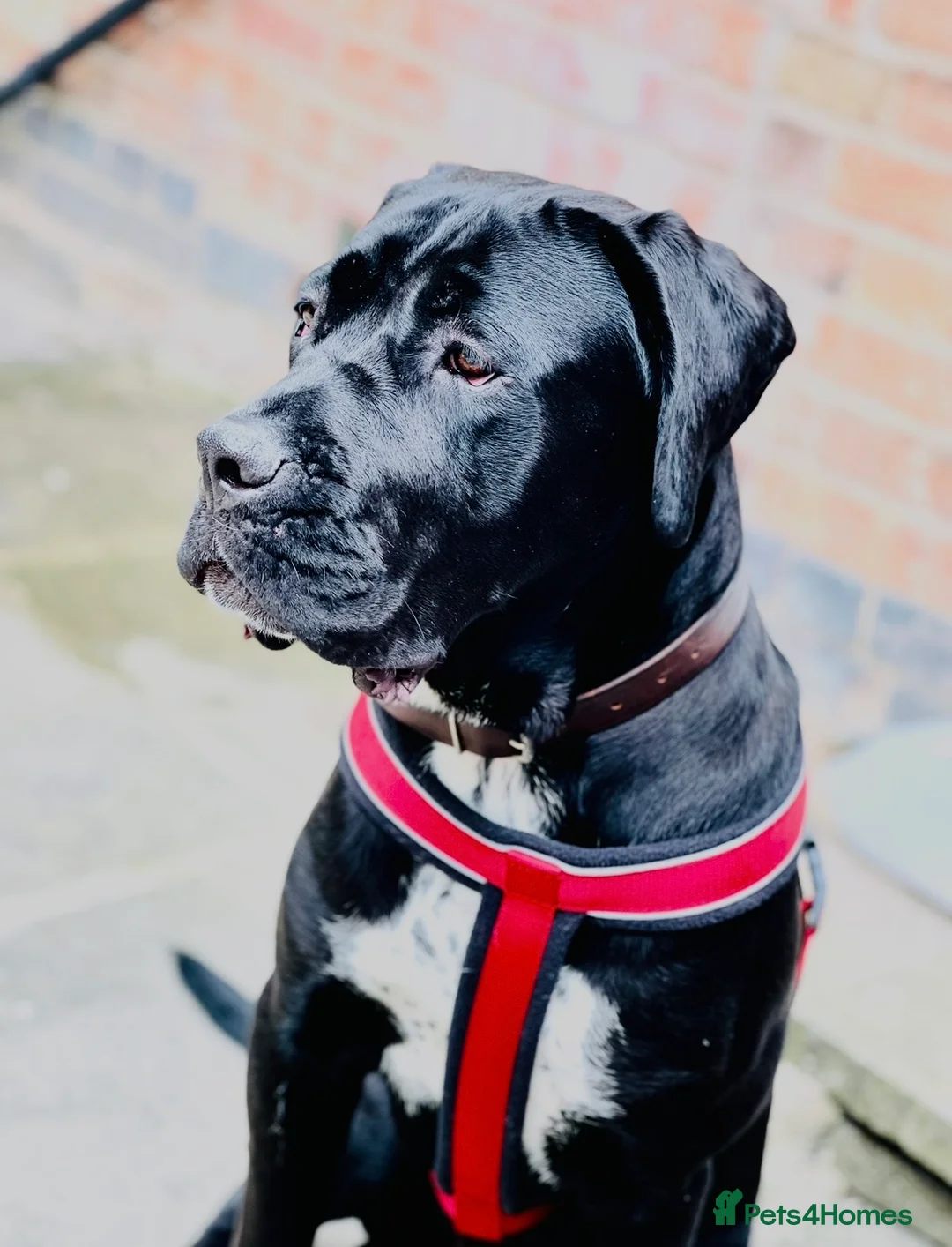 Cane Corso dogs for sale: Female cane corso pure breed for sale - Advert 4