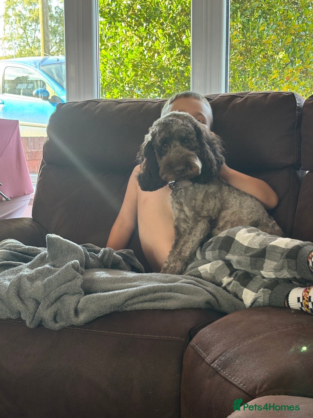 Cockapoo dogs for sale: Cockapoo bitch 2 years 5months - Advert 3