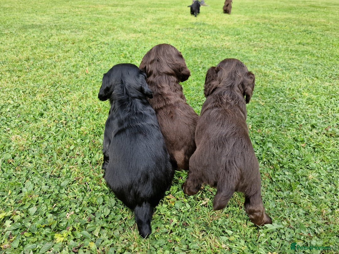 Cocker Spaniel dogs for sale: Cocker Spaniel Puppies - KC Registered  - Image 6