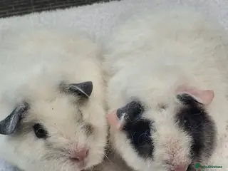 Guinea Pig rodents Baby Female Guineapigs - Advert 1