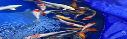 Pond Fish fish for sale: Pond closure Koi in Coventry - Advert 5