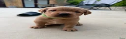 Labrador Retriever dogs for sale: Harleigh & FTCH Jarailstar Hogen of Stauntonvale - Advert 9