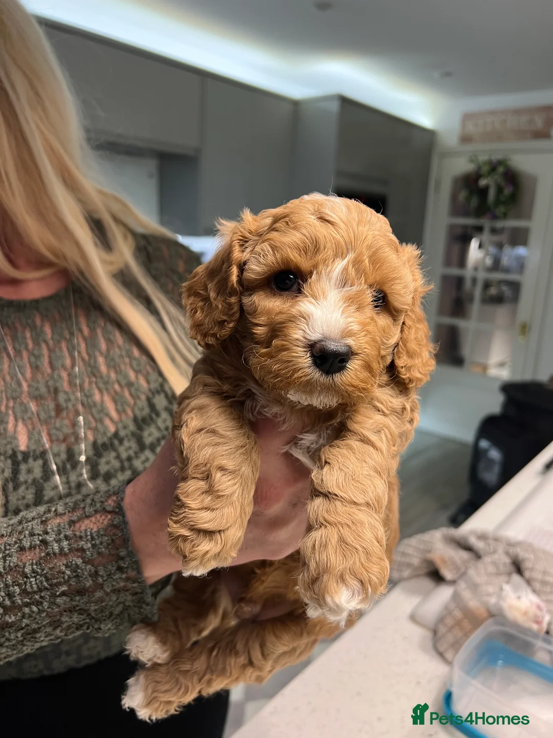 Mixed Breed dogs for sale: Beutiful cavapooshions   - Advert 6