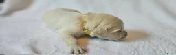 Golden Retriever dogs for sale: KC Registered Show Line Golden Retriever Puppies - Advert 18