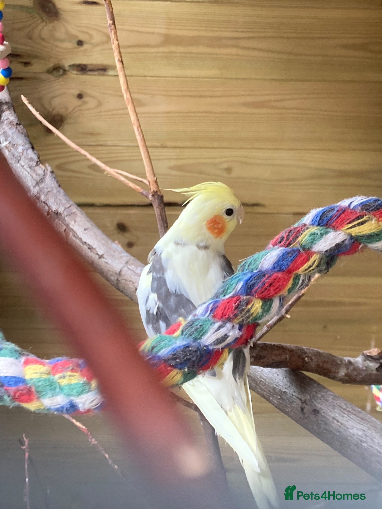 Cockatiels birds Cockatiels Male and Female - Advert 1