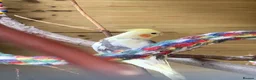 Cockatiels birds for sale: Cockatiels Male and Female - Advert 1