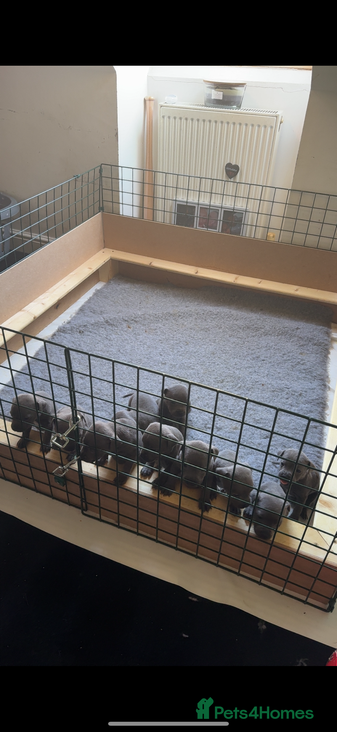 Staffordshire Bull Terrier dogs for sale: Beautiful blue staffy pups excellent pedigree  - Image 7