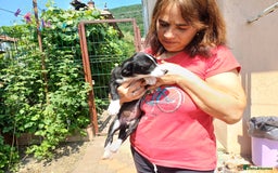 Mixed Breed dogs for adoption: Meet LUNA, a Lovely Puppy Girl - for a Loving Home - Image 11