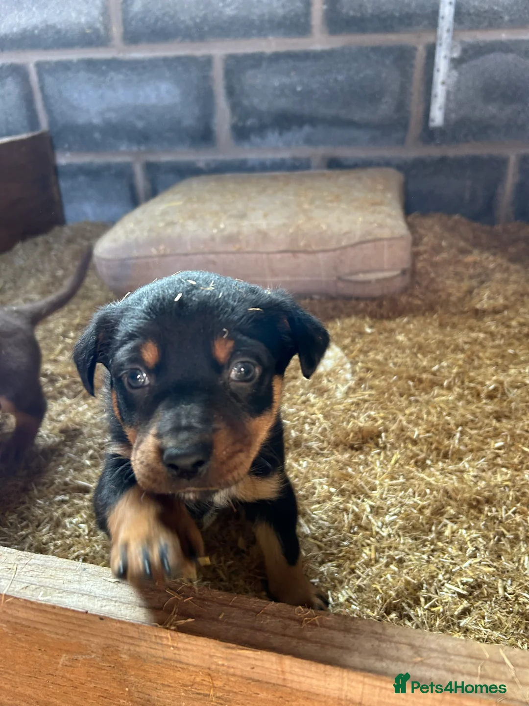 Australian Kelpie dogs for sale: Kelpie pups  in Llandrindod Wells - Advert 2