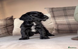 Cocker Spaniel dogs for sale: Cocker spaniel puppies 🐶 - Image 3