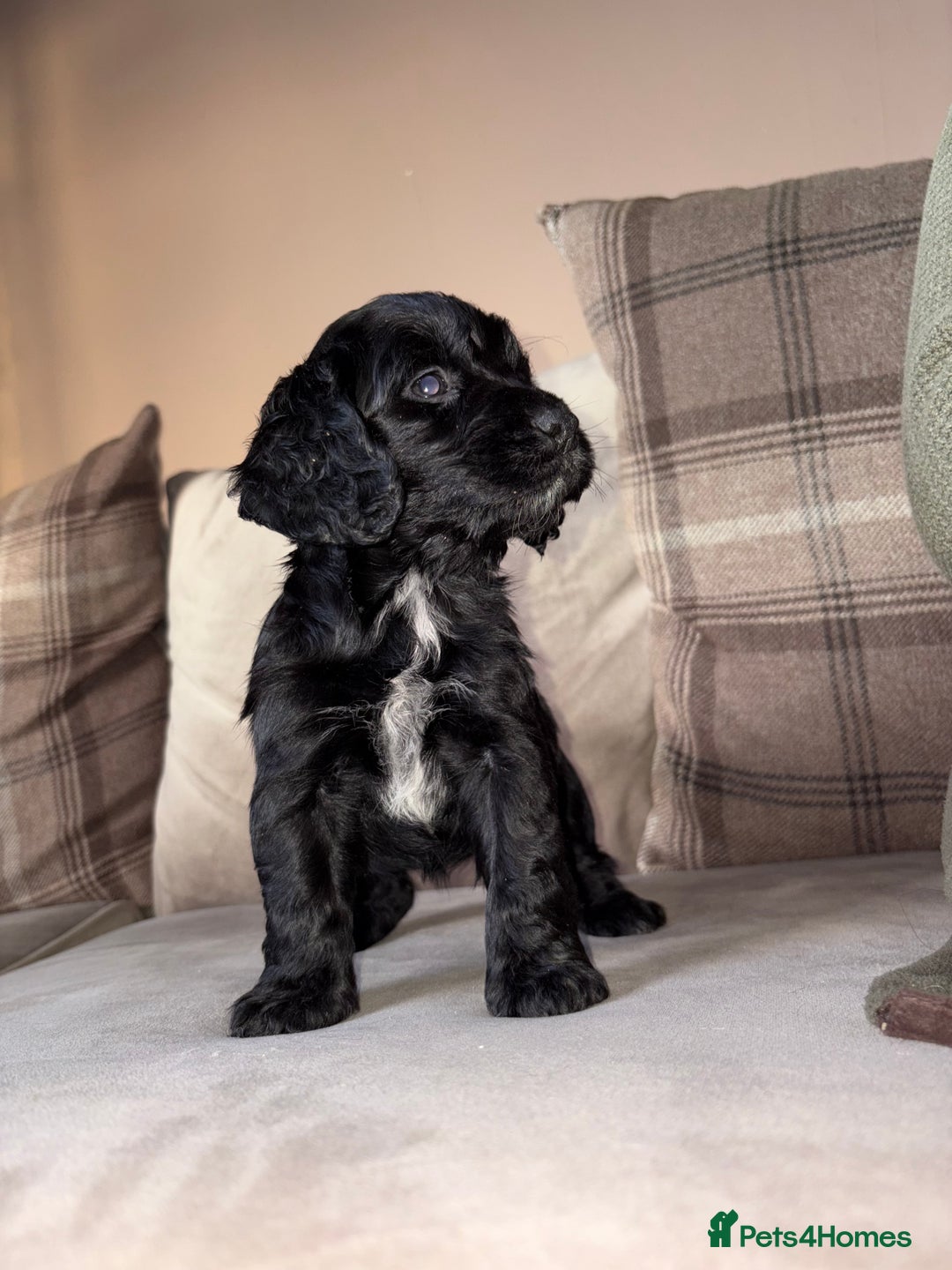 Cocker Spaniel dogs for sale: Cocker spaniel puppies 🐶 - Image 3