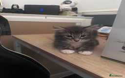 Domestic Shorthair cats for sale: Kitten ready to find forever home  - Image 1