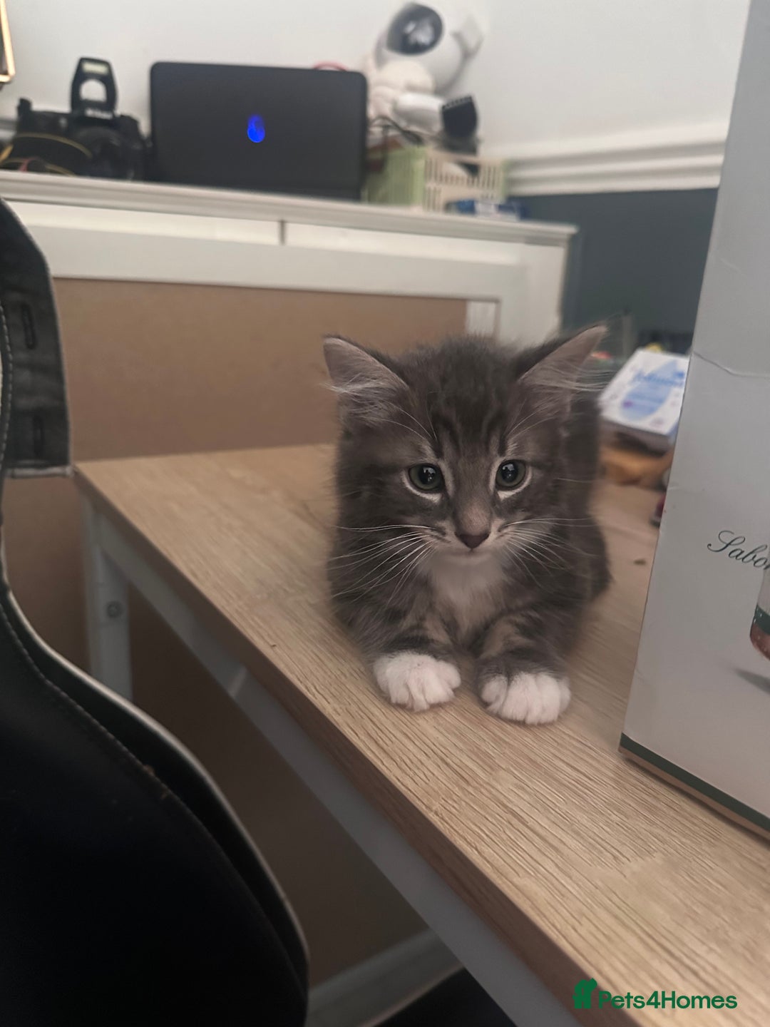Domestic Shorthair cats for sale: Kitten ready to find forever home  - Image 1