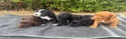 Cocker Spaniel dogs for sale: Beautiful Working Cocker Spaniel puppies  in Braintree - Advert 9