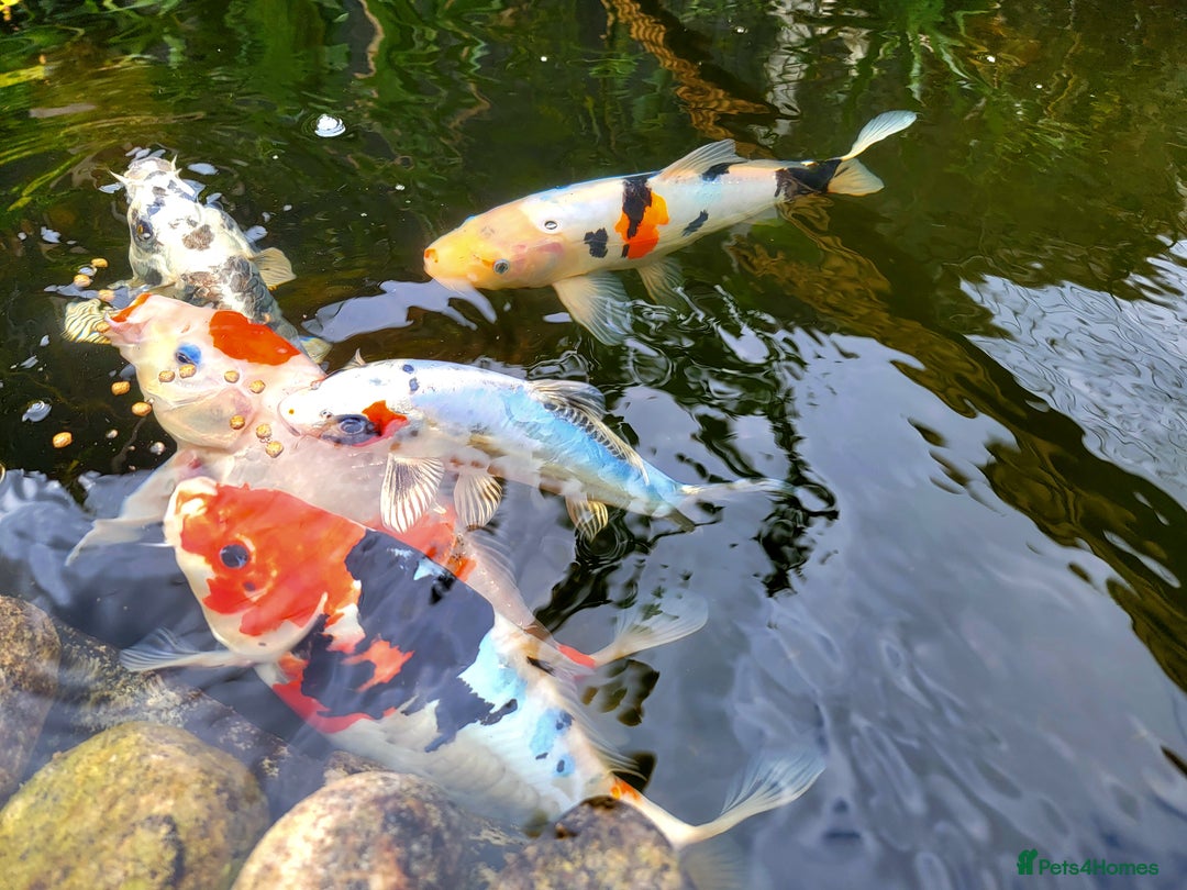 Koi Carp fish for sale: Japanese koi for sale - Image 4