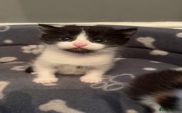 Mixed Breed cats for sale: Kittens for sale  - Image 6