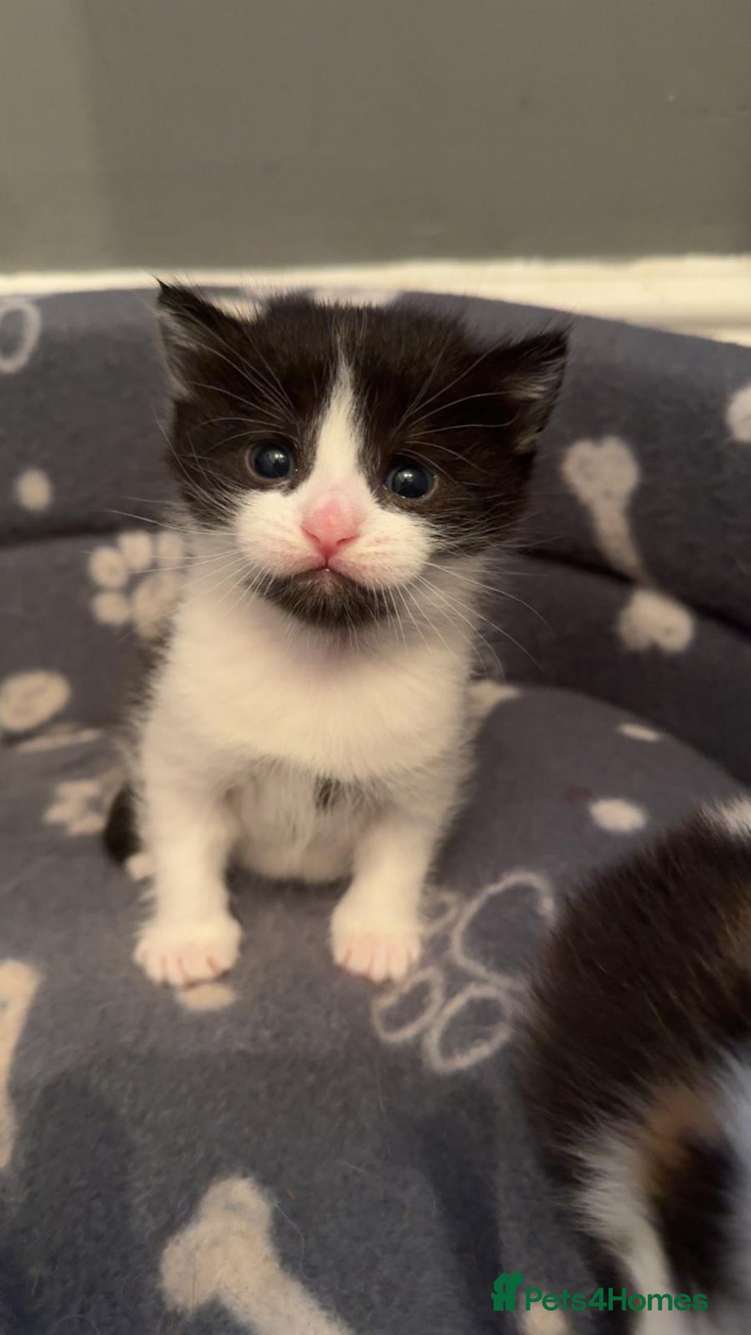 Mixed Breed cats for sale: Kittens for sale  - Image 6