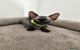 Sphynx cats for sale: TICA registered Canadian sphynx  - Image 13
