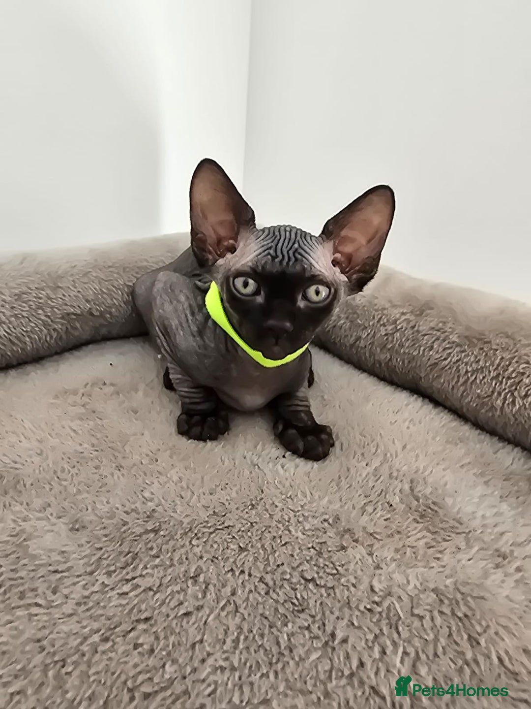 Sphynx cats for sale: TICA registered Canadian sphynx  - Image 13