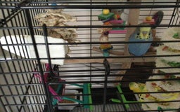 Budgerigars birds for sale: Male budgie with cage/stand - Image 2