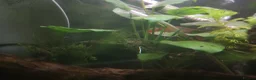 Other/Mixed Breed fish for sale: Entire established tank with everything  - Advert 8