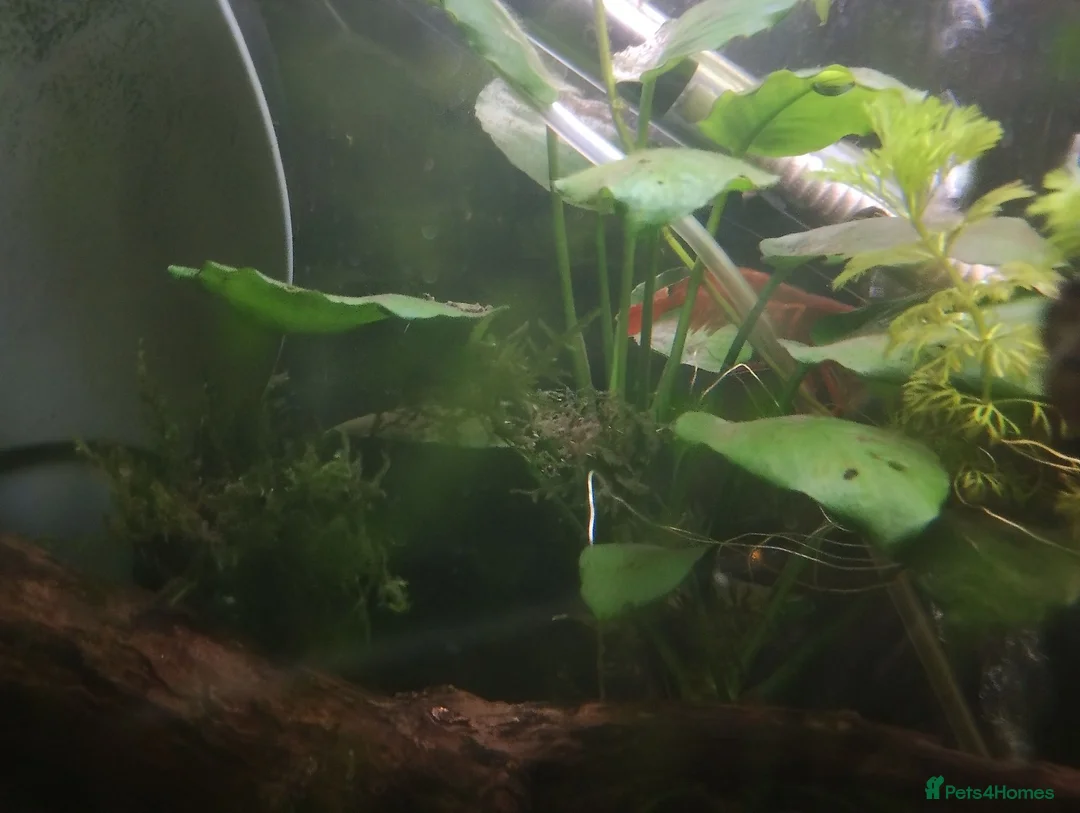 Other/Mixed Breed fish for sale: Entire established tank with everything  - Advert 8