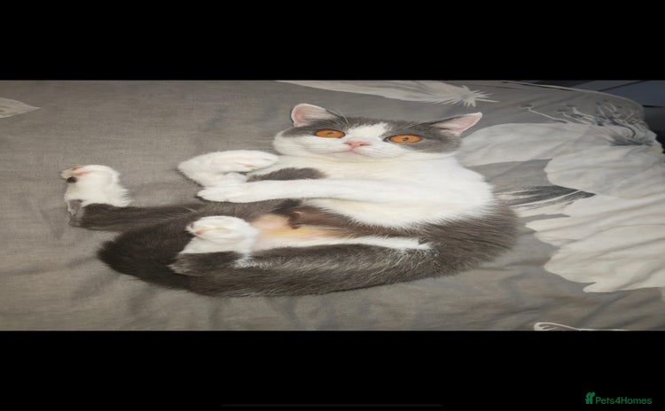 British Shorthair cats British shorthair  - Advert 1