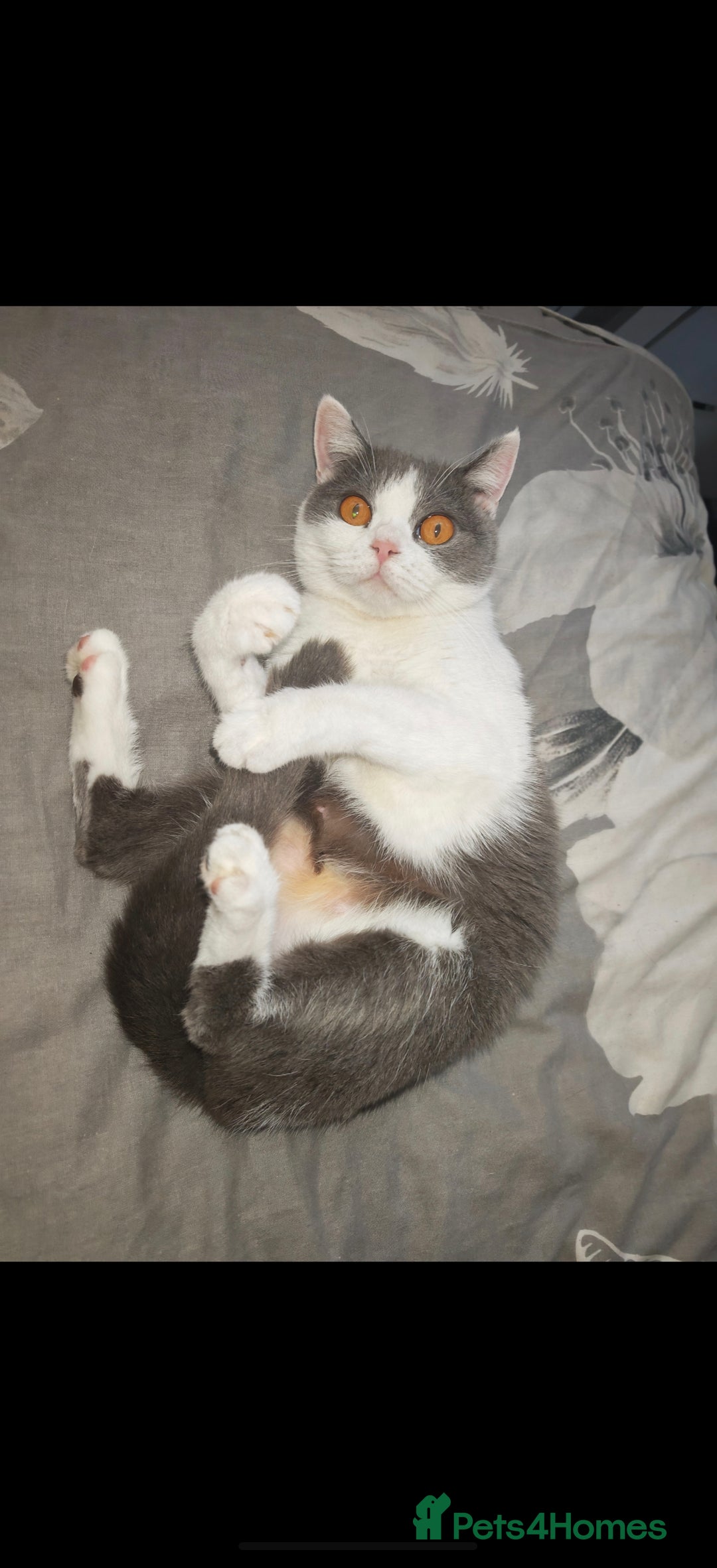 British Shorthair cats for sale: British shorthair  - Advert 1