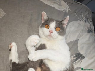 British Shorthair cats British shorthair - Advert 6