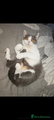 British Shorthair cats British shorthair - Advert 1