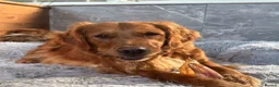 Golden Retriever dogs for sale: 🐾💛 Golden retriever puppies available 💛🐾 - Advert 2