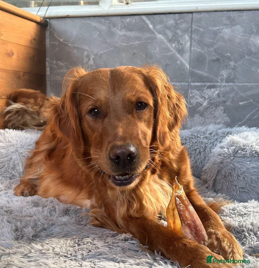 Golden Retriever dogs for sale: 🐾💛 Golden retriever puppies available 💛🐾 - Advert 2
