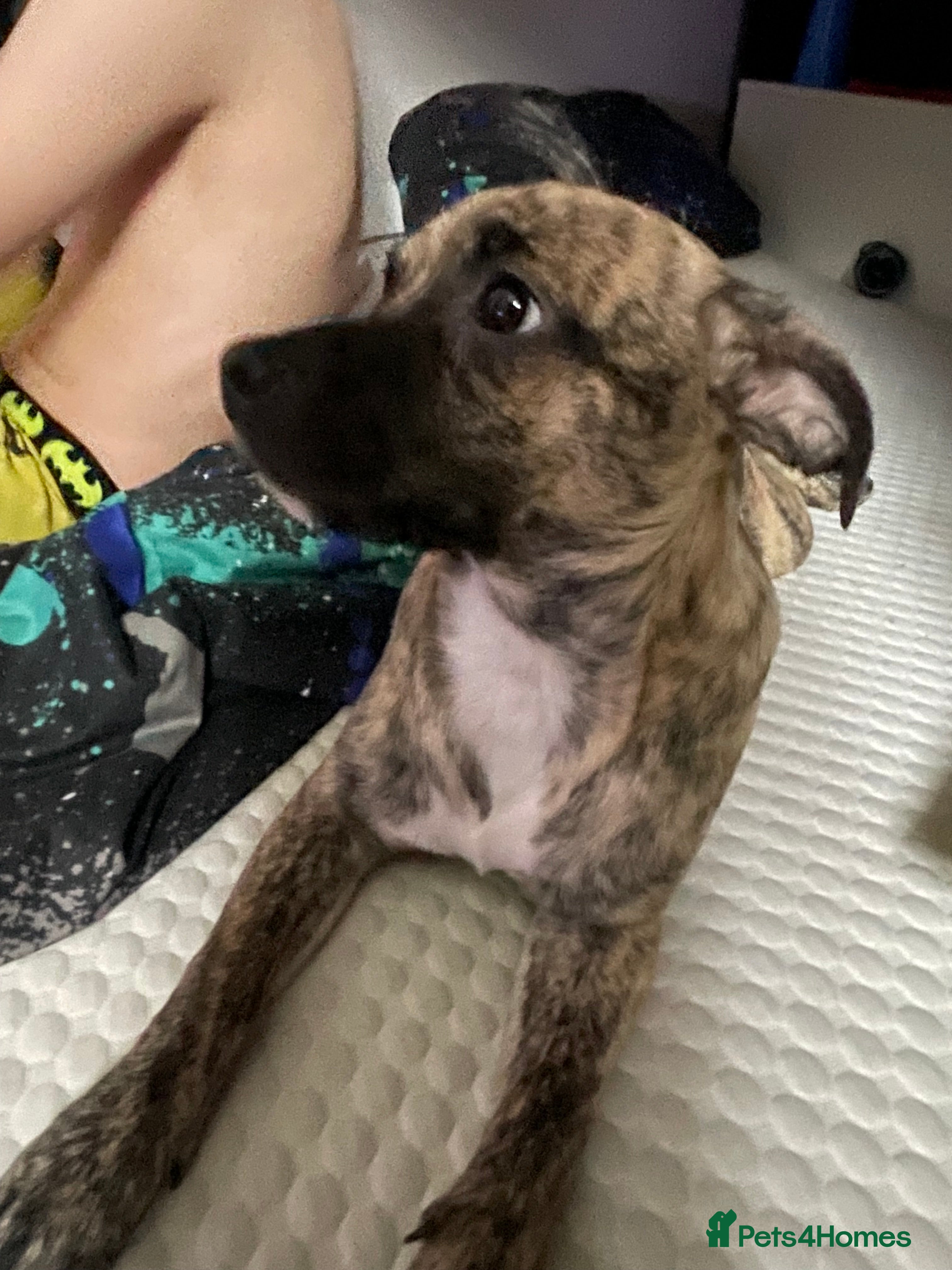 Jug dogs Loving little Jug for sale  - Advert 16