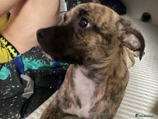 Jug dogs Loving little Jug for sale - Advert 1