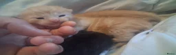 Maine Coon cats for sale: 4 purebreed maincoon babies  - Advert 5
