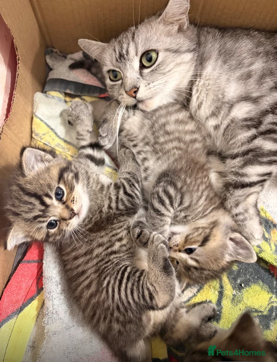 Mixed Breed cats for sale: 2 Adorable kittens 1x male & 1x female. - Advert 2