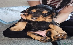 Sprocker dogs for sale: Three gorgeous girls for sale ❤️ - Image 14