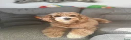 Cavapoo dogs for sale: Cavapoo puppies for sale  - Advert 35