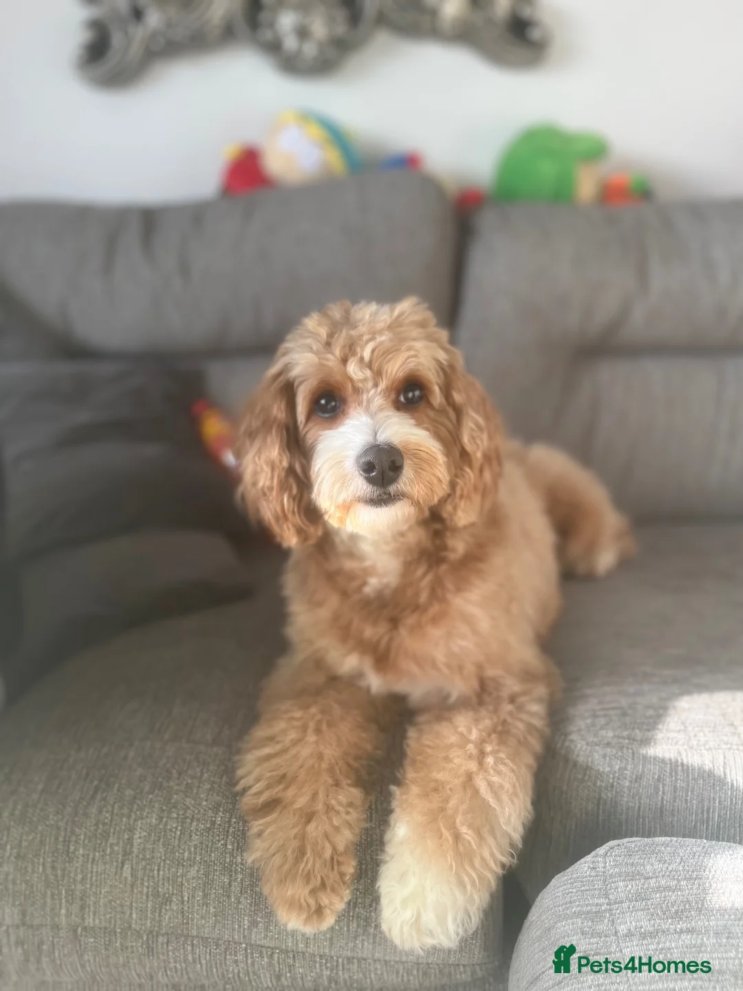 Cavapoo dogs for sale: Cavapoo puppies for sale  - Advert 35