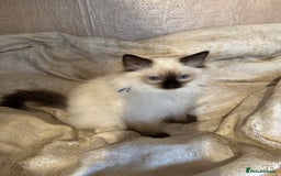 Ragdoll cats for sale: Full Ragdoll kittens  - Image 17