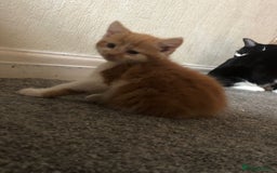 Mixed Breed cats for sale: Ginger and white boy - Image 2