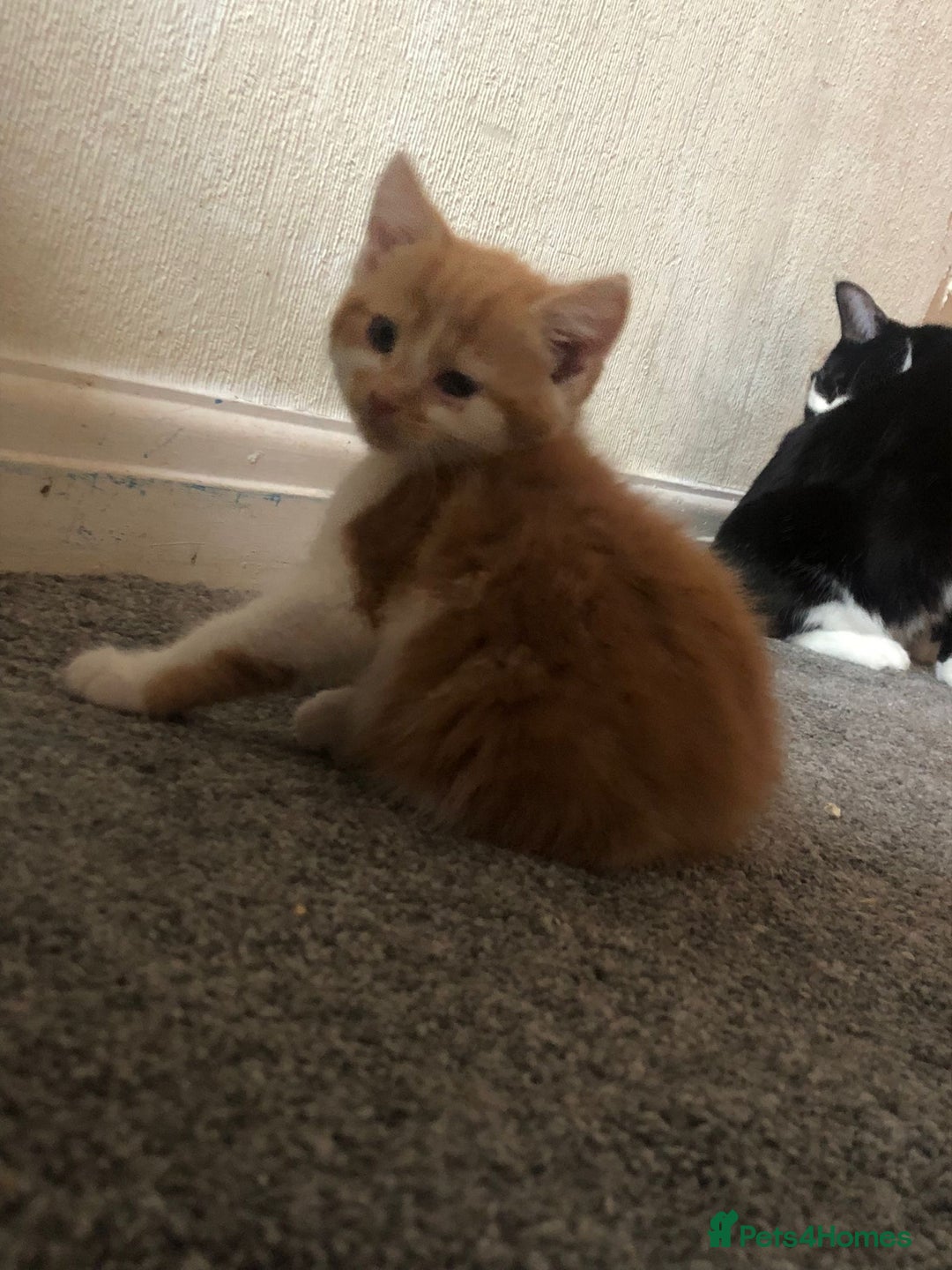 Mixed Breed cats for sale: Ginger and white boy - Image 2