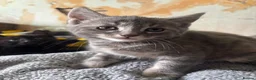 Mixed Breed cats for sale: 3 kittens  - Advert 15