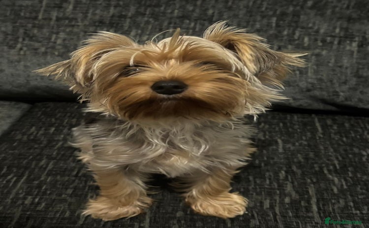 Yorkshire Terrier dogs - Advert 4