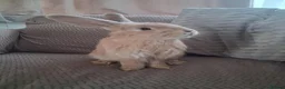 Mixed Breed rabbits for sale: Bunnies in Brighton - Advert 4