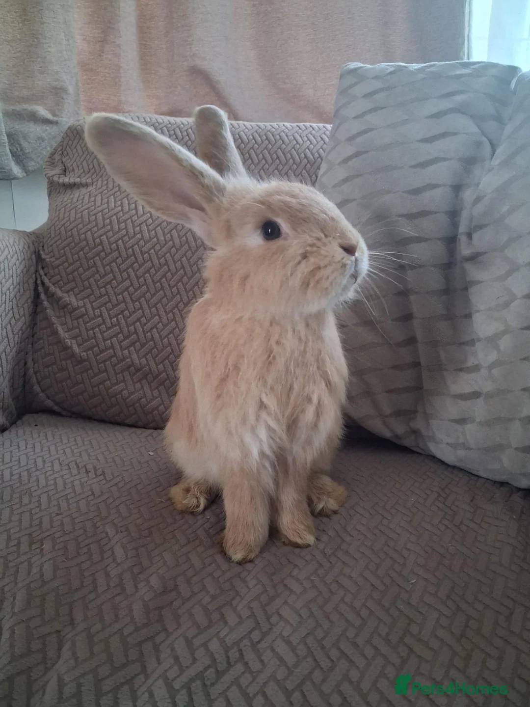 Mixed Breed rabbits for sale: Bunnies in Brighton - Advert 4