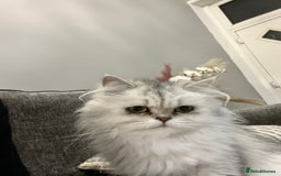 Persian cats for sale: Two Persian cats for sale - Image 6