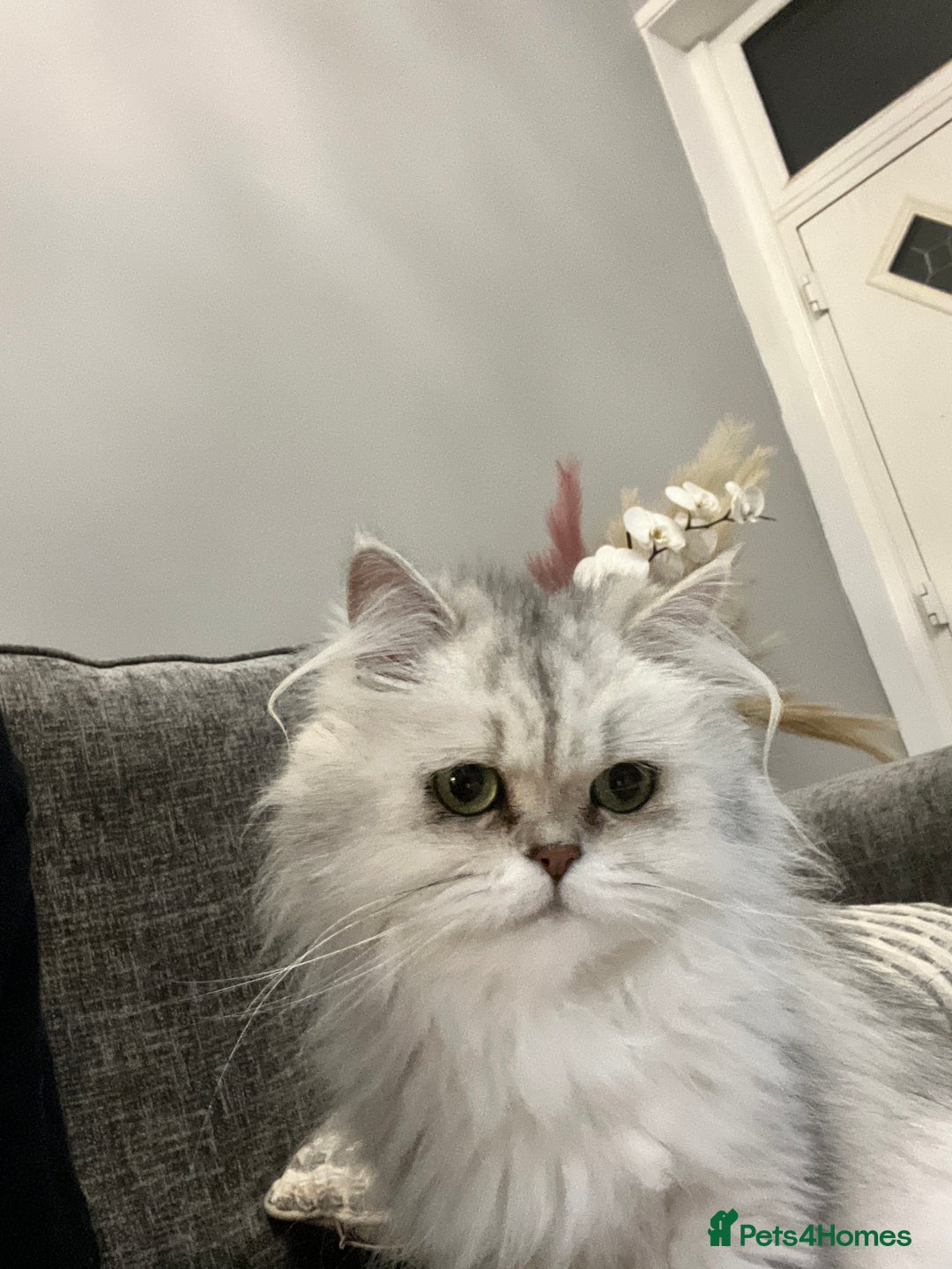 Persian cats for sale: Two Persian cats for sale - Image 6